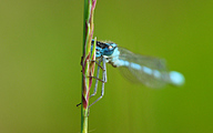 Common Blue Damselfly (Enallagma cyathigerum)